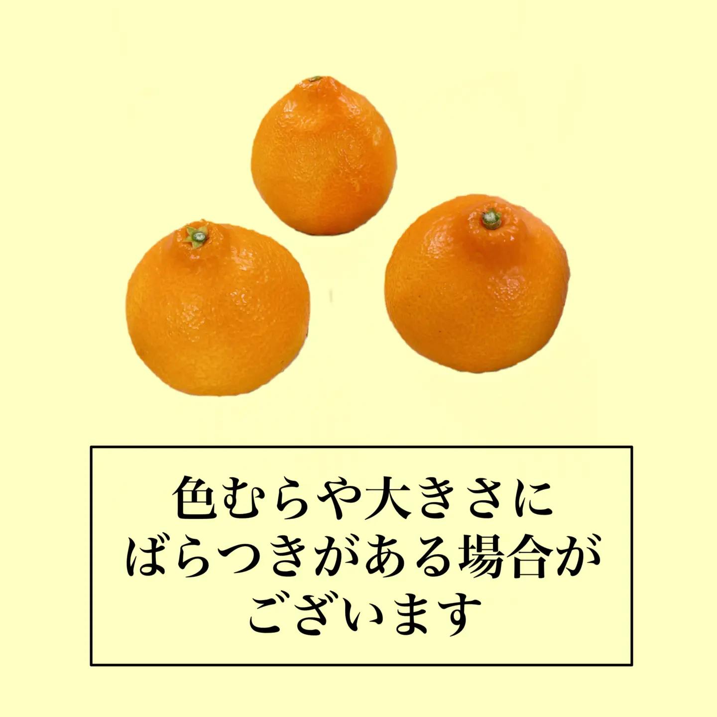  紅まどんな Mサイズ 12個　紅まどんな【FA108】