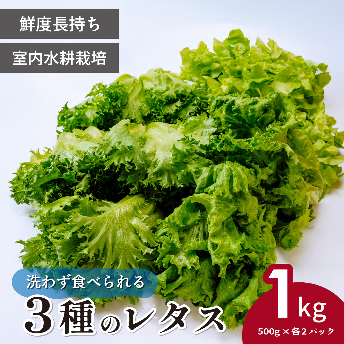 ＜洗わず食べられる・室内水耕栽培＞ 3種のレタス 各500g×2パック 1kg