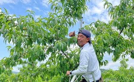 桃 2025年 先行予約 ご家庭用 岡山 白桃 5玉~9玉 2.0kg 前後 もも 岡山県産 国産 フルーツ 果物 雅桃園