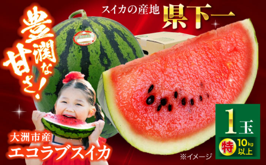 スイカ【先行予約】【2026年5月下旬から順次発送】愛媛県産 エコラブスイカ 特1玉 愛媛県大洲市/株式会社フジ アグリフーズ[AGBA017] スイカ すいか 西瓜 大玉 シャリシャリ ハウス栽培 オリジナルブランド くだもの 果物 フルーツ スイーツ デザート おやつ 野菜 やさい 夏野菜 新鮮 愛媛県産 大洲市産 産地直送 おすすめ 人気 お取り寄せ 送料無料 贈答 ギフト