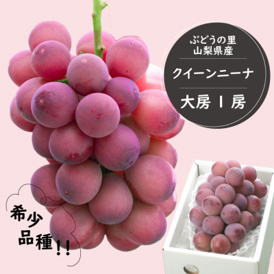 
                  希少品種!『クイーンニーナ1房』ぶどうの赤い宝石。山梨県産の注目品種でおすすめ【1041238】
                