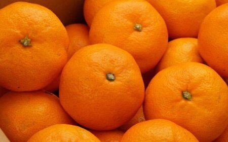 [秀品]和歌山有田みかん　5kg(SサイズまたはMサイズのいずれか)   先行予約 ※2026年11月中旬～2027年1月中旬頃順次発送予定（お届け日指定不可）【tec833B】