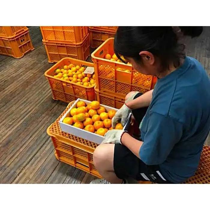 極早生 有田 みかん 化粧箱 特秀 M サイズ 40玉入 南泰園 和歌山 有田みかん