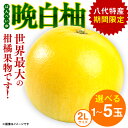 【ふるさと納税】【選べる玉数】【先行予約】 晩白柚 ばんぺいゆ 2Lサイズ 1～5玉 1玉あたり約2kg 化粧箱入り 果物 くだもの フルーツ 柑橘 贈り物 期間限定 八代産 熊本県産 国産 送料無料 【2024年12月上旬より順次発送】