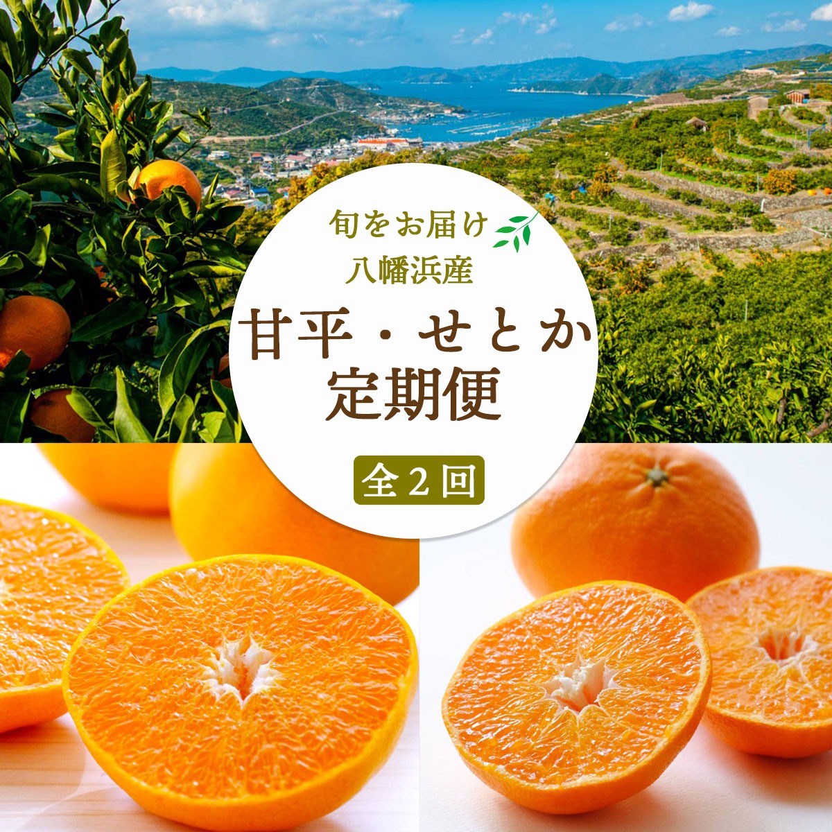 
                  ＜発送月固定定期便＞＜愛媛限定栽培＞甘平3kg(秀)×せとか3kg(訳)＜H25-272＞全2回【4071374】 YWTAP213
                