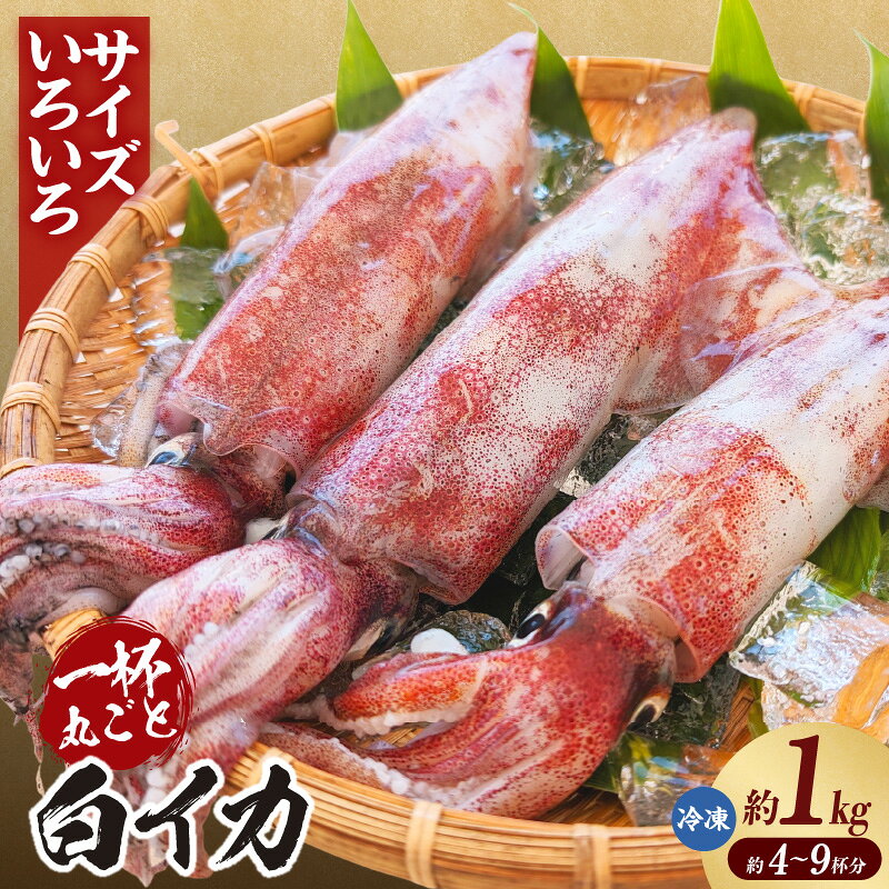 【ふるさと納税】＼サイズいろいろ！／ 白イカ 約1kg 【4-9杯程度入】 不揃い 冷凍便 いか ケンサキイカ 海鮮系 海の幸 夏の食材 お刺身 焼き物 揚げ物 グルメ BBQ 白いか 鮮度抜群 大人気 返礼品 イカ 冷凍 74-31 送料無料
