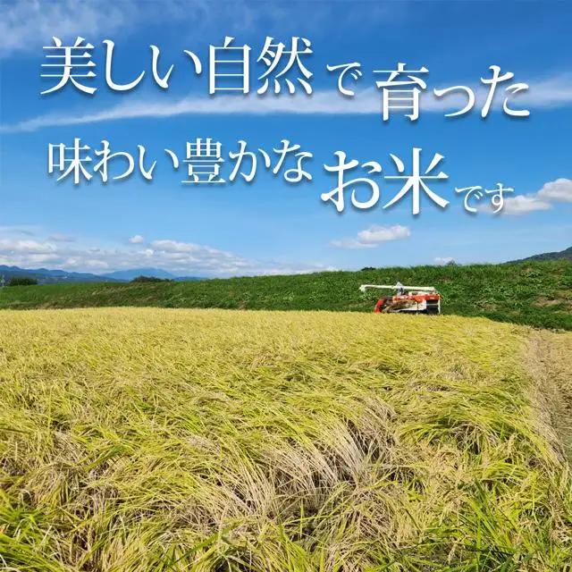 【2026年先行予約】棚田米 こしひかり 白米 10kg 令和8年産| コシヒカリ