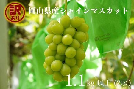 訳あり シャインマスカット 2房 合計1.1kg以上　｜ シャインマスカット
