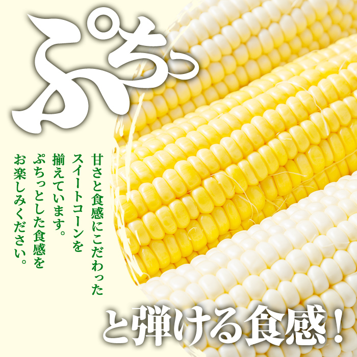 ＜期間限定＞天塩川源流スイートコーン 品種いろいろ詰め合わせ (6本) 【2026年8月下旬より順次発送】 北海道産 北海道 士別市 とうもろこし トウモロコシ とうきび コーン 野菜 産地直送 【三