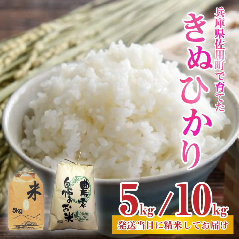 【ふるさと納税】【先行予約】兵庫県佐用町で育てたきぬひかり 5kg ／ 10kg 【2025年9月下旬頃から順次発送予定】 兵庫県産 きぬひかり 減農薬米 精米 お米 特Aランク 選べる