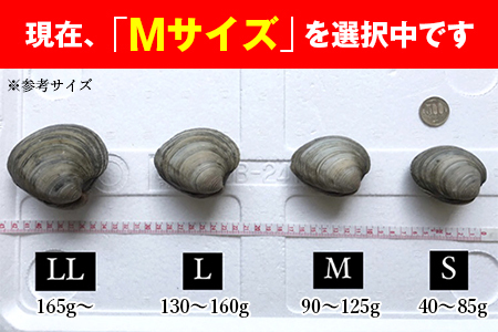 漁師直送！活ホンビノス貝2.5kg（Mサイズ）◇