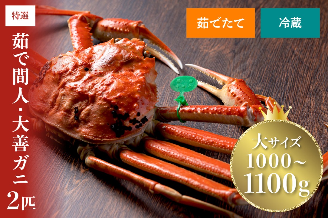 【蟹の匠 魚政】京丹後市産 未冷凍 茹で間人ガニ大善ガニ 特撰 大サイズ（1000～1100g） 2匹セット(2026年1月～発送)　UO01402