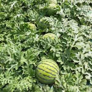 【阿見町共通返礼品】茨城県阿見町産大玉すいか(羅王ザ・スイート)2L(1玉)1箱7.5kg【1713048】