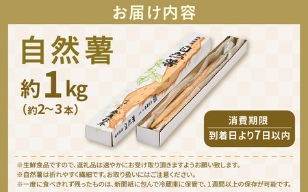 先行予約 福井県坂井市産 自然薯 1kg (2～3本) 2026年12月中旬以降順次発送予定 野菜 健康 山芋 とろろ [A-22202]