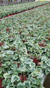 厳選シクラメン5号鉢×3鉢セット ハウスの中から厳選した3色【花・シクラメン・鉢】※2025年11月下旬～12月下旬頃に順次発送予定 ※北海道への配送不可 ※着日指定不可