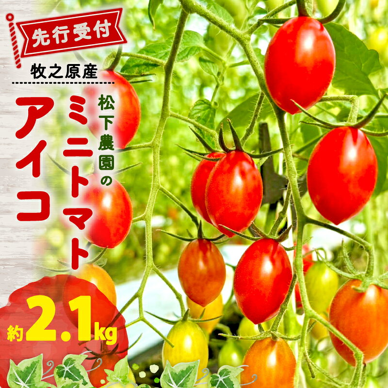 【ふるさと納税】 松下農園 の ミニトマトアイコ 2.1kg 2026年12月初旬から発送 ミニトマト アイコ とまと トマト 夏 新鮮 野菜 完熟 サラダ 農家直送 松下農園 牧之原トマト 静岡トマト しずおか農林水産物認証制度 産地直送 農家直送 牧之原市 静岡県 松下農園