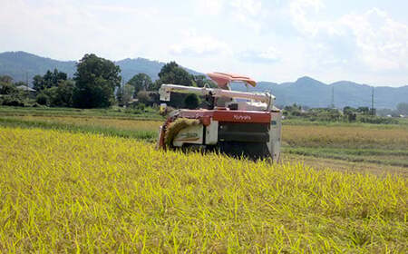 75-3K201新潟県長岡産特別栽培米こしいぶき20kg（5kg×4袋）