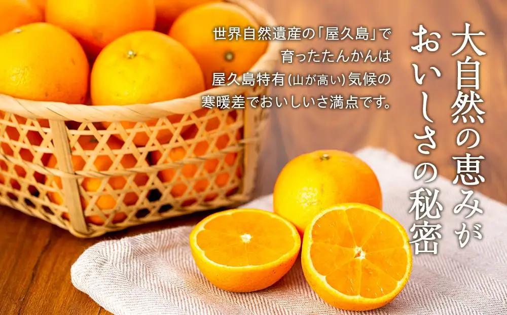 ＜先行予約／数量限定＞屋久島産たんかん 約5kg（Lサイズ／約30玉）【2027年2月中旬以降お届け】