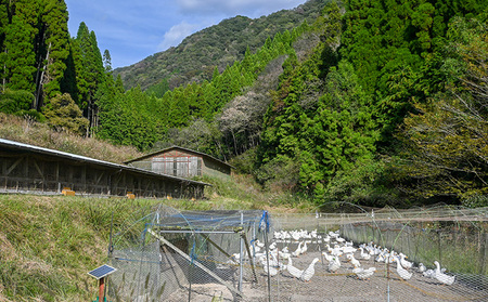 G-158【農薬・化学肥料不使用】循環農法で育てた自然の恵みいっぱいの『たから米（玄米）５キロ』