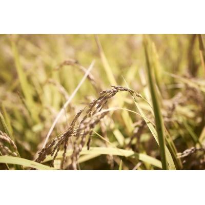 ふるさと納税 江府町 令和7年産 みちくさお勧めのお米(コシヒカリ)5kg 鳥取県江府町産 0367 |  | 01