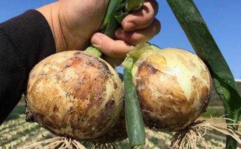 【新玉予約】【しょうちゃんFARM】　淡路島　南あわじ市産玉ねぎ 5ｋｇ　早生　◆配送5月～