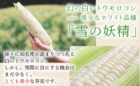 【先行予約】＜朝霧（あさぎり）コーン 12本＞ 国産 雪の妖精 ホワイトコーン 白い 白 とうもろこし 幻のとうもろこし 生で食べられる 甘い 糖度が高い 朝霧コーン 野菜 株式会社ノムランド 愛媛県