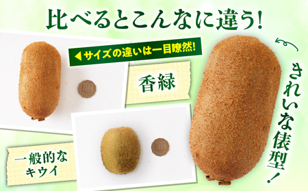 【先行受付】香川県オリジナルキウイフルーツ「香緑」約1.3kg 化粧箱【香川県共通返礼品】 | キウイ フルーツ 果物 香川県 香緑 デザート サラダ ヨーグルト トッピング 国産 季節限定 青果物 