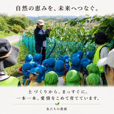 【2週間毎定期便】朝採り出荷　長野県茅野市産　とうもろこし　計約4kg全2回【配送不可地域：離島・北海道・沖縄県】