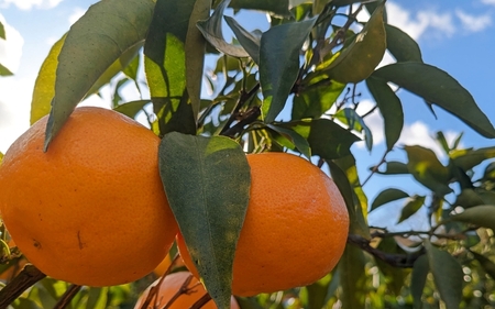 【来シーズン先行予約】はるみ 和歌山みかん 秀品 Mサイズ 22個入り 贈答用※2026年1月中旬頃に順次発送予定 / はるみ 柑橘 贈り物 フルーツ 果物 くだもの 食品 人気 おすすめ 送料無料 