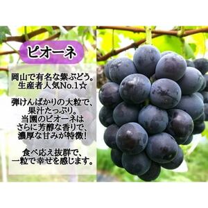 【2025年先行受付】訳あり岡山県産ピオーネ2kg【配送不可地域：離島】【1633341】