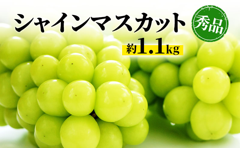 シャインマスカット 約1.1kg 房 秀品 YANAGISAWA ぶどう 長野 マスカット ブドウ フルーツ 果物 シャイン【 果物類 】 葡萄 訳あり 