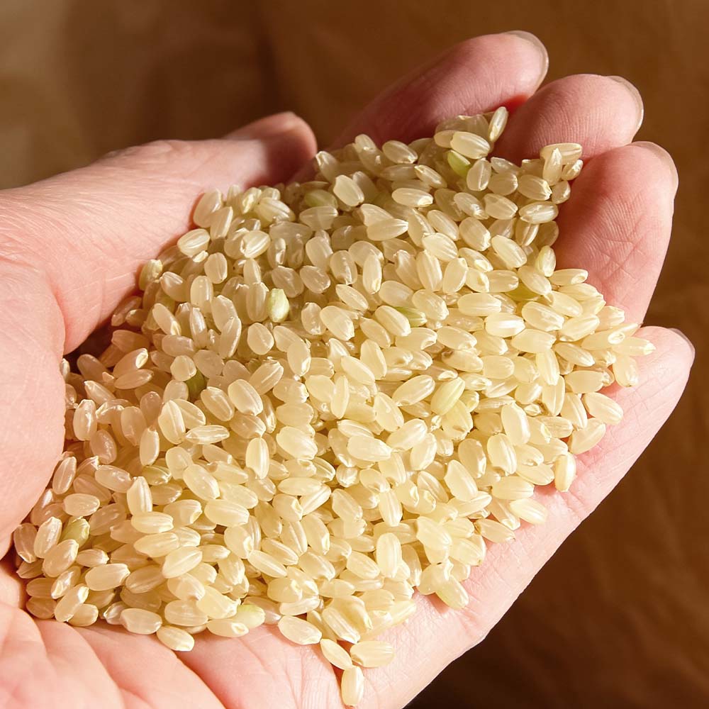 【令和８年産】新米　玄米 コシヒカリ 5キロ お米 おこめ  ごはん 飯 こしひかり ブランド米 農薬5割減栽培 おいしい 国産 土佐清水産 送料無料 高知県 土佐清水市 故郷納税 返礼品 高知【R0