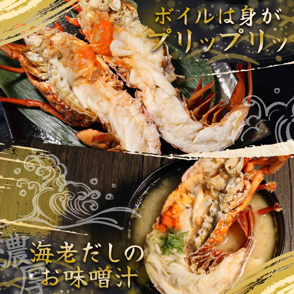 天然伊勢海老１kg（サイズ・匹数おまかせ）甲殻類 エビ アウトドア キャンプ 海鮮BBQ伊勢海老１kg（サイズ・匹数おまかせ）お祝いアウトドアキャンプBBQ【R00625】