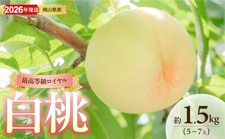 【2026年発送】岡山県産白桃（ロイヤル）約1.5kg（令和8年6月中旬～8月上旬発送）【桃】