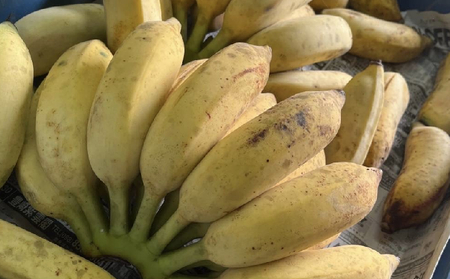 【2024年発送】本部町産アップルバナナ　1.5kg以上