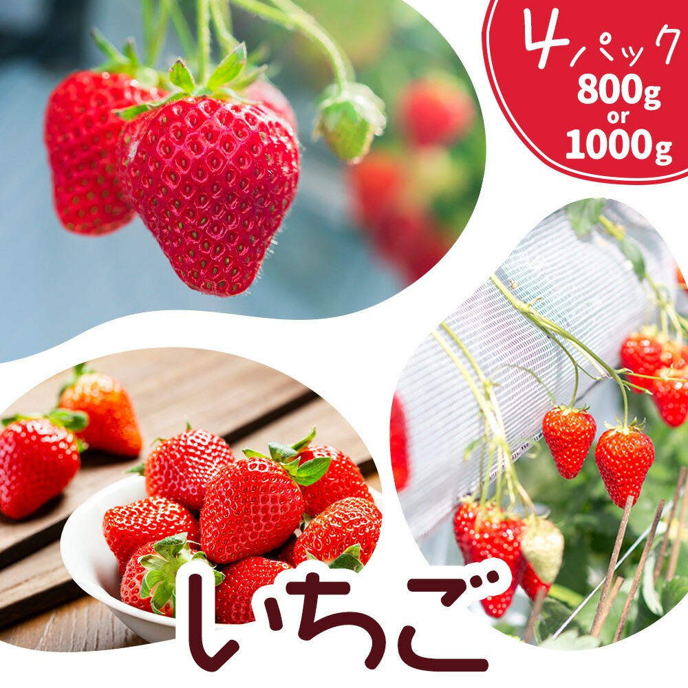 
                  いちご 七楽の郷 選べる 4パック 800g 1000g 旬の品種《3月上旬から5月中旬に出荷予定》ゆうべに 紅ほっぺ あまえくぼ エンジェルエイト さがほのか スターナイト ひのしずく ほしうらら 章姫 白蜜香 恋みのり 熊本県 菊池市 熊本県産
                