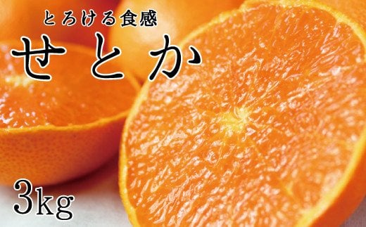 とろける食感！ジューシー柑橘 せとか 約3kg【予約】 ※2025年2月末頃～2025年3月中旬頃発送(お届け日指定不可)/ せとか 果物 フルーツ くだもの みかん