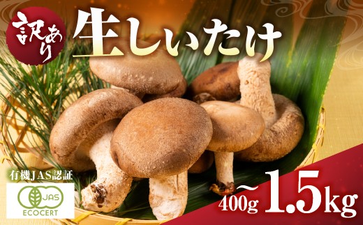 訳あり 国産 有機生椎茸  バラ詰め 1.5kg 有機JAS認証 しいたけ 簡易包装 大きさバラバラ / 食品 野菜 きのこ きのこ しいたけ 10000円