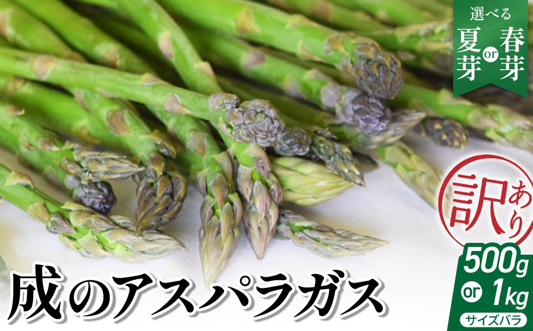 
                  【 令和8年産 】 成のアスパラガス　訳あり（サイズバラ）〔 容量・配送時期 が 選べる 〕野菜 農園成 農家直送 産地直送 2026年産
                