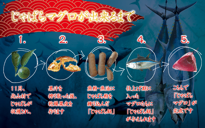 本マグロ トロ＆赤身セット 3kg（養殖）【6月発送】濃厚な赤身と高級部位トロの鮪好きにはたまらないセット【串本町×北山村】 高級 クロマグロ【nks112-6】