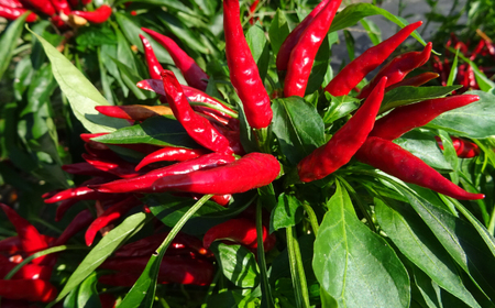 【くぼて鷹勝　卜仙の郷】鷹勝 和風もつ鍋セット（３〜４人前）300g 【株式会社鷹勝カレント】　《豊前》　熊本産 博多 国産 牛もつ鍋 モツ ホルモン 九州 グルメ[VAK015]