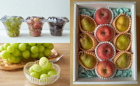 【定期便4回】やまがた美味しい果物 旬便り定期便【令和8年産先行予約】FS25-133