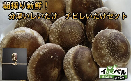 朝採り新鮮！分厚いしいたけ　チビしいたけセット