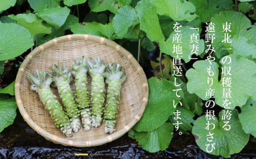 【生産者直送】根わさび 真妻 200g (3～4 本)   と たっそべ漬け（粕漬）のセット 山葵用おろし金付【葵食品】 生産者直送 生 新鮮 岩手県 遠野市 特産 /刺身 お肉 ステーキ 薬味 わさ