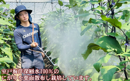 【定期便6回発送】農家直送　土佐の美味茄子の新鮮ナス　３kg　（室戸海洋深層水にがり使用） 野菜 なす ナス 常温 小袋 国産 夏野菜 茄子 小分け 旬 42000円 高知 bn015