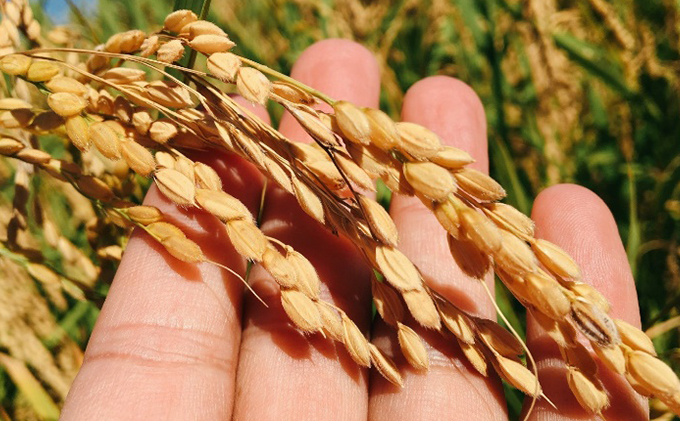 11月発送開始【令和7年度産】美少女イラスト 粒がひと回り大きい あきたこまち10kg（5kg×2袋）単一原料米【 米 お米 白米 精米 粒が大きい ふっくら 甘み 新米 先行予約 高品質米 ブランド