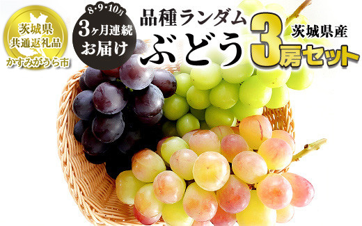 【定期便】ぶどう品種ランダム3房セット 3ヶ月連続お届け（8月、9月、10月） 【茨城県共通返礼品　かすみがうら市産】 ※一房約500～600g×3房 ぶどう ブドウ 葡萄 セット 詰め合わせ 定期便 定期 フルーツ 果物 くだもの 茨城県産 送料無料