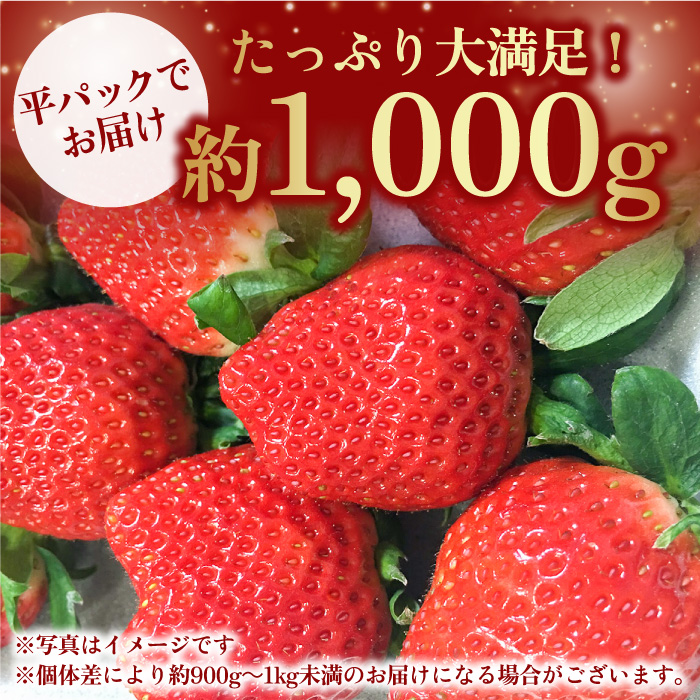 【1月中旬〜2月中旬発送】やさしい味わい！いちごさん 平パック×4P 約1kg いちご イチゴ 佐賀県産 佐賀県 佐賀 パック 吉野ヶ里町/リエンサーク [FCC003]