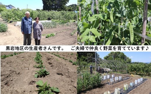定期便 6ヶ月 旬の野菜セット B 岩手県 北上市 J0095 野菜 やさい 詰め合わせ 旬の野菜 詰合わせ セット 山菜 サンサイ さんさい 常備 常備野菜 新鮮 産直 産地直売所