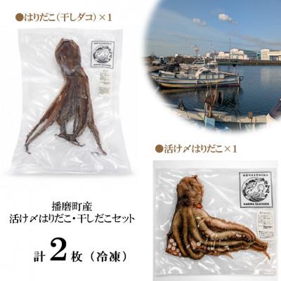 ふるさと納税 播磨町 播磨町産【活け〆はりだこ・はりだこ(干しダコ)セット(各1枚)】　計2枚(真空・冷凍) |  | 02